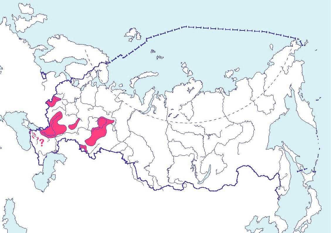 Промысловая рыба сибирский осётр