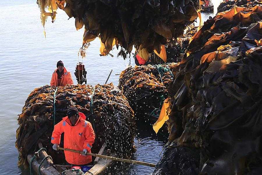 Морская капуста: польза и вред, лечебные свойства, отзывы, видео