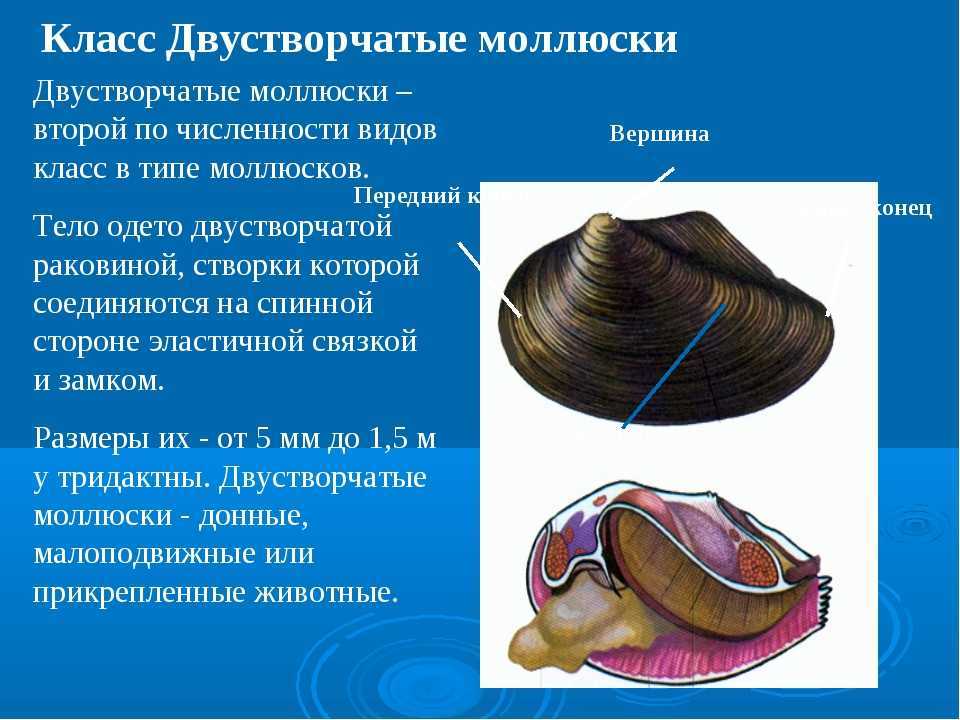 Тип моллюски – чем питаются, нервная система, особенности жизнедеятельности