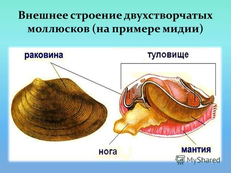 Пищевая ценность продуктов и состав