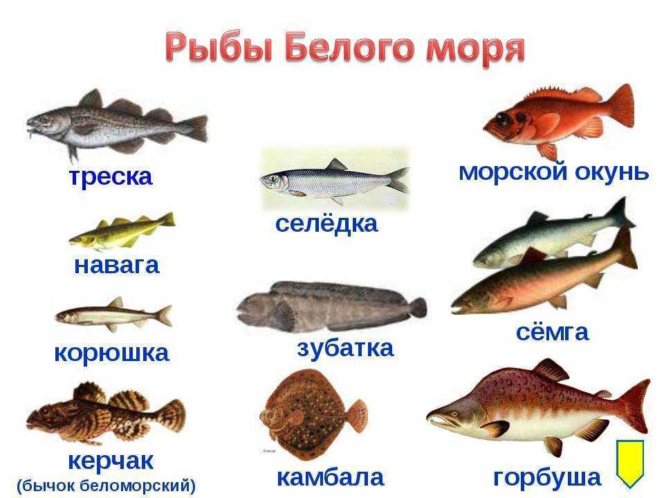 Топ-12 видов самой вкусной и полезной рыбы к 2023 году с названиями, описанием и фото