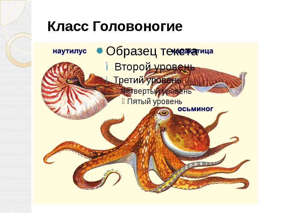 Осьминоги: опасность ядовитых видов. щупальца осьминога. мозг и зрение