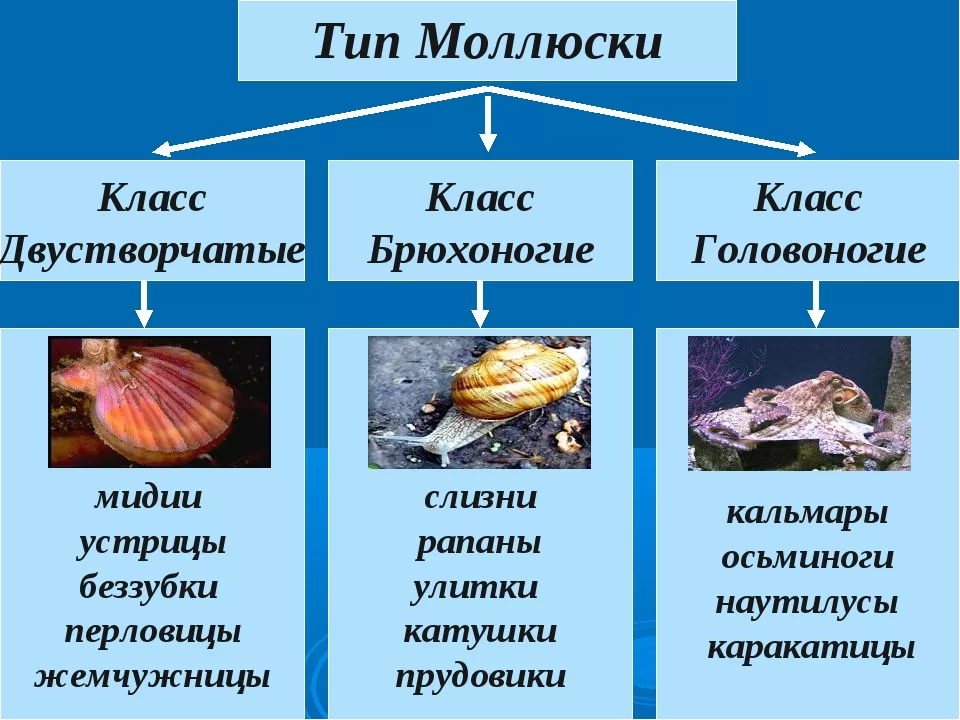 Как приготовить диетические мидии в ракушках: лучшие рецепты