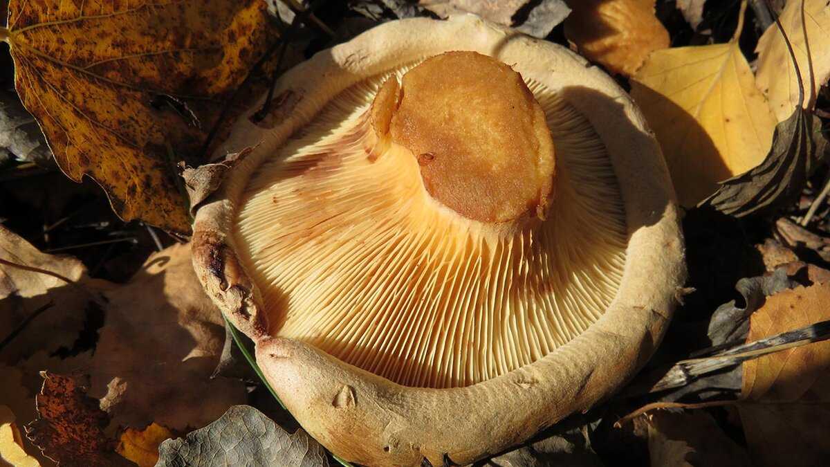 Как приготовить грибы свинушки жареные с картошкой