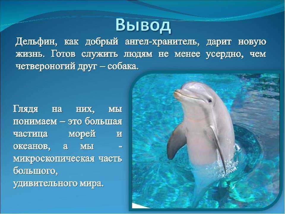 Вопрос: кто умней, собака или дельфин? - собаки | studok.net