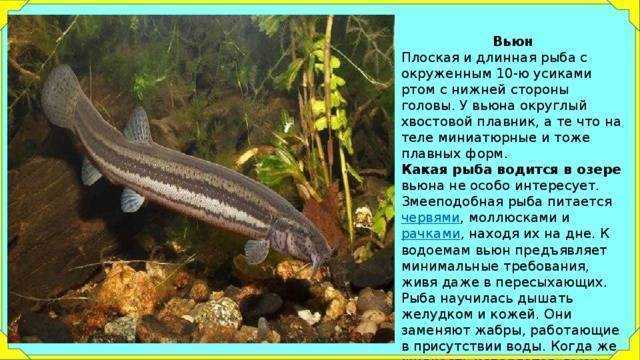 ᐉ советы опытных рыбаков по ловле вьюна - ✅ ribalka-snasti.ru