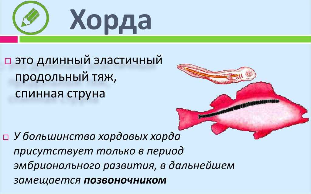 Тип хордовые - происхождение, систематика, строение