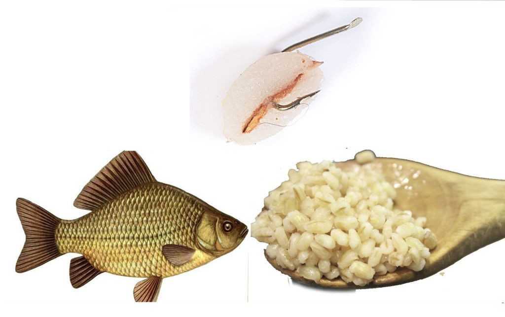 Как ловить рыбу на сало?