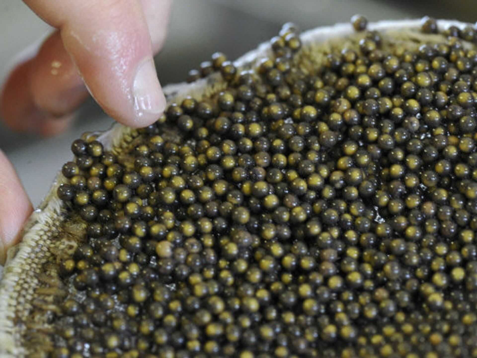 Какая красная икра лососевых рыб самая вкусная, крупная и полезная: кеты, горбуши, семги, нерки, кижуча, форели. чем полезна лососевая икра, и как правильно ее выбрать? | qulady