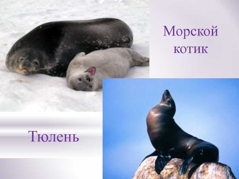 Чем отличаются тюлени от морских котиков