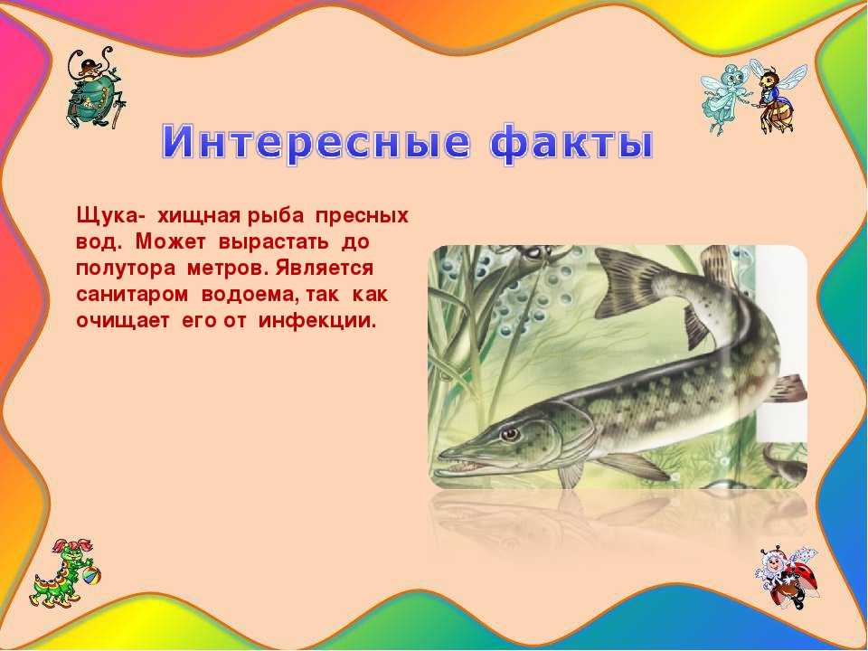 Щука
