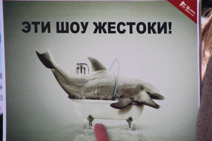 Интересные факты о дельфинах, описание, места обитания, питание