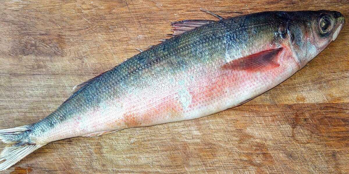 ✅ где водится рыба красноглазка - fish-hunt.net.ru