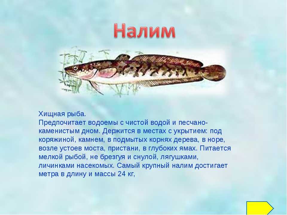 Налим. среда обитания и образ жизни налима | животный мир
