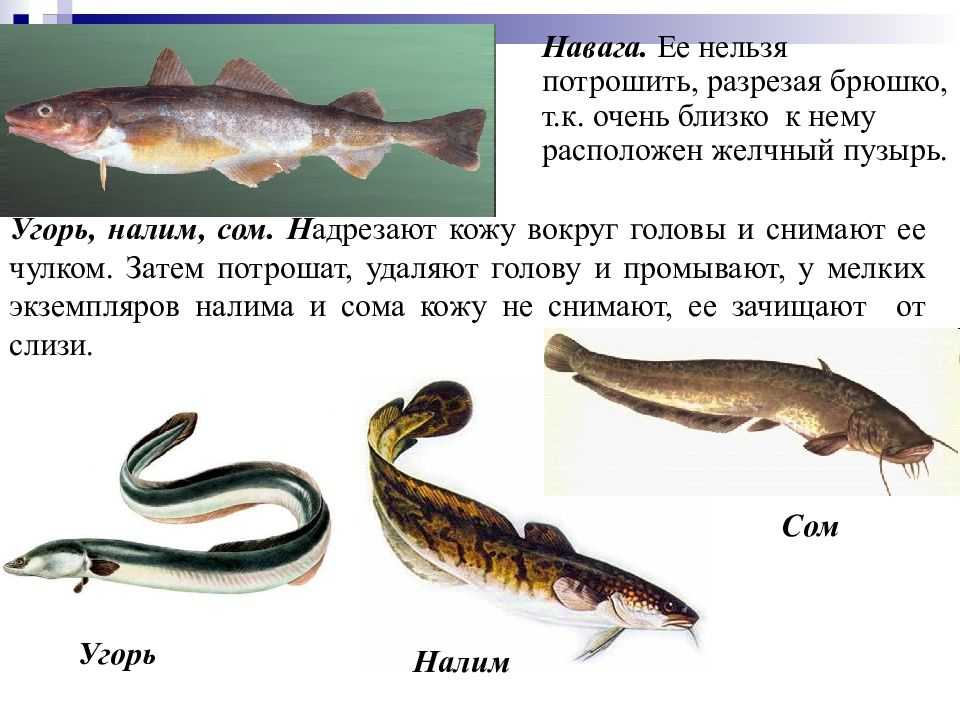 Рыба сом: польза и вред мяса и печени, калорийность, чем полезен для организма человека?