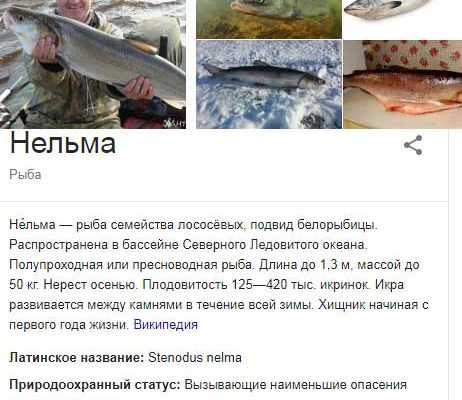 Белорыбица – что это за рыба, в каких северных реках обитает, как её готовить и чем отличается от нельмы