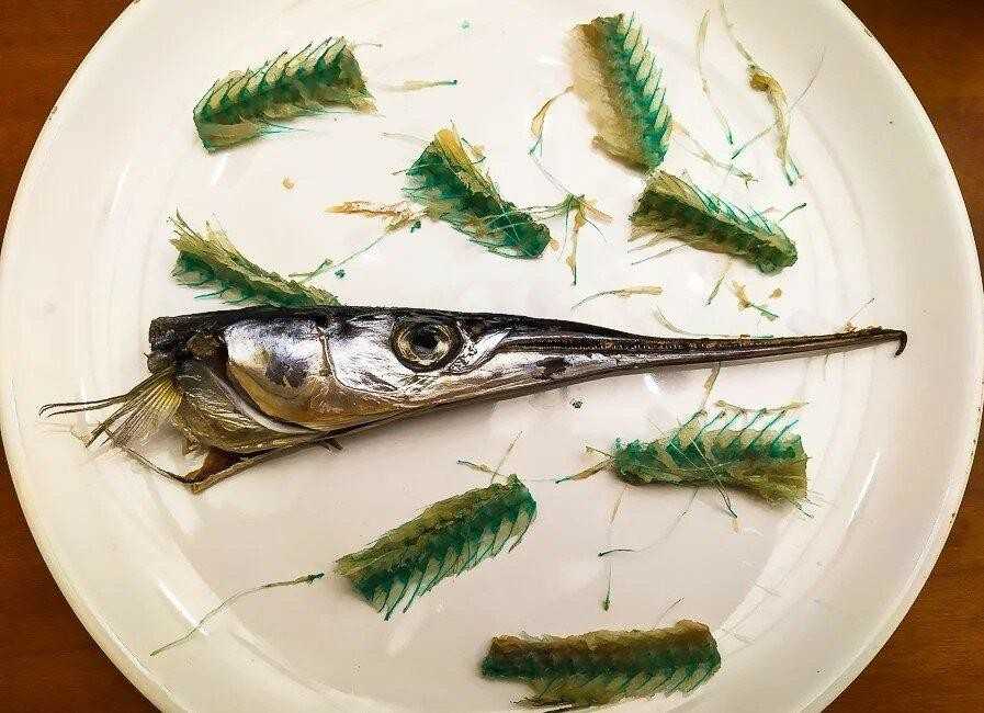 Как правильно приготовить рыбу сарган в домашних условиях Вкусные закуски и вторые блюда из этого продукта
