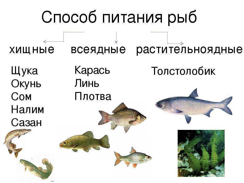 Хищные аквариумные рыбки: виды, содержание, размножение