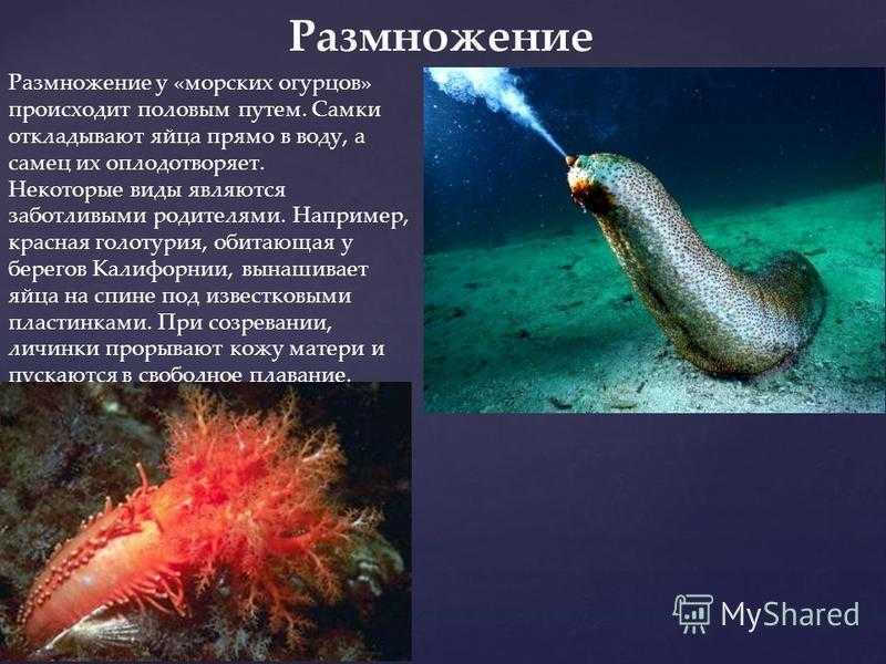 Кукумария или трепанг – как готовить морской огурец и какой он на вкус? отличия кукумарии от трепанга. популярные рецепты блюд — вылечился сам — помоги другому, лечение в домашних условиях, народная медицина, как вылечить ?