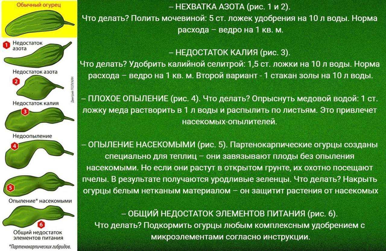 Почему горчит жареная рыба: хитрость, которая все исправит : новости, рыба, приготовление еды, ошибки, советы, зелень, кулинария