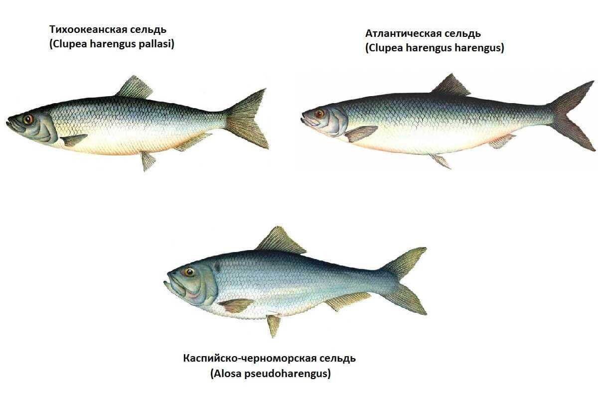 Сельдь иваси рецепт приготовления