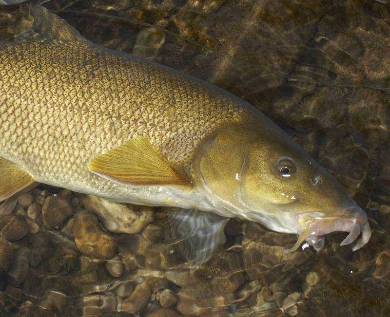Усач крымский, рыба семейства карповых, barbus tauricus