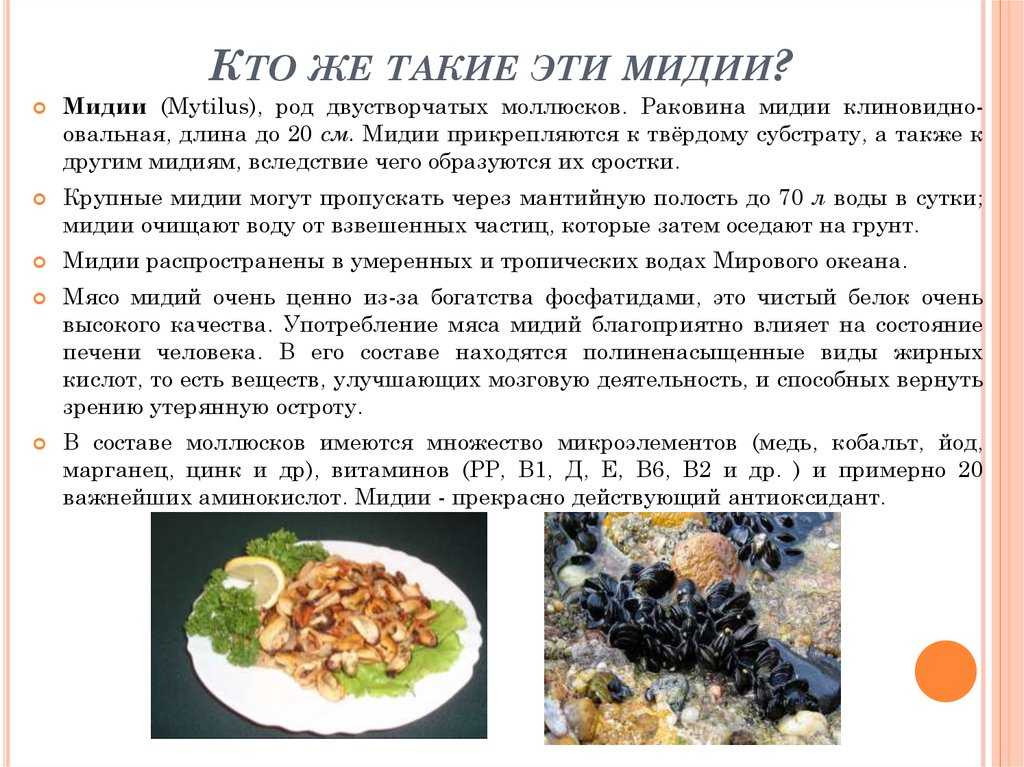 Мидии: польза и вред. что входит в состав мидий и чем они полезны