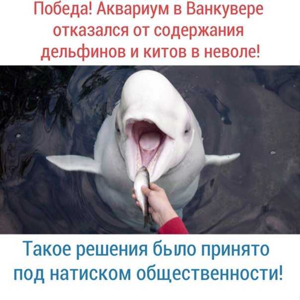 Почему встреча с дельфином в море может грозить серьезной опасностью