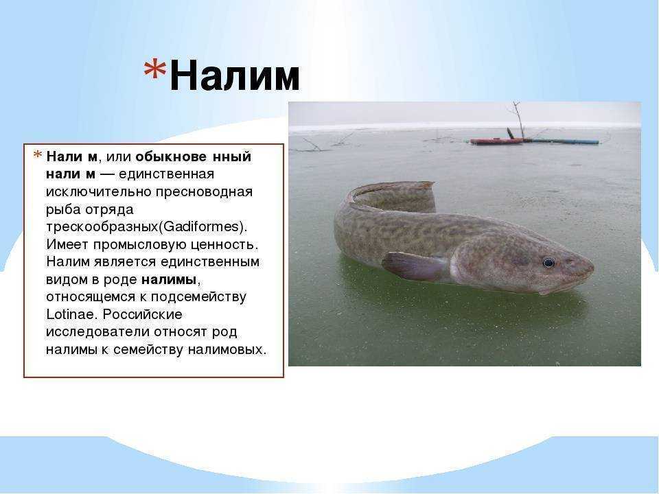 Морской налим - как ловить?