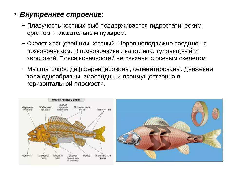 Особенности внешнего строения речного окуня. речной окунь, среда обитания, внешнее строение, скелет и мускулатура, полость тела