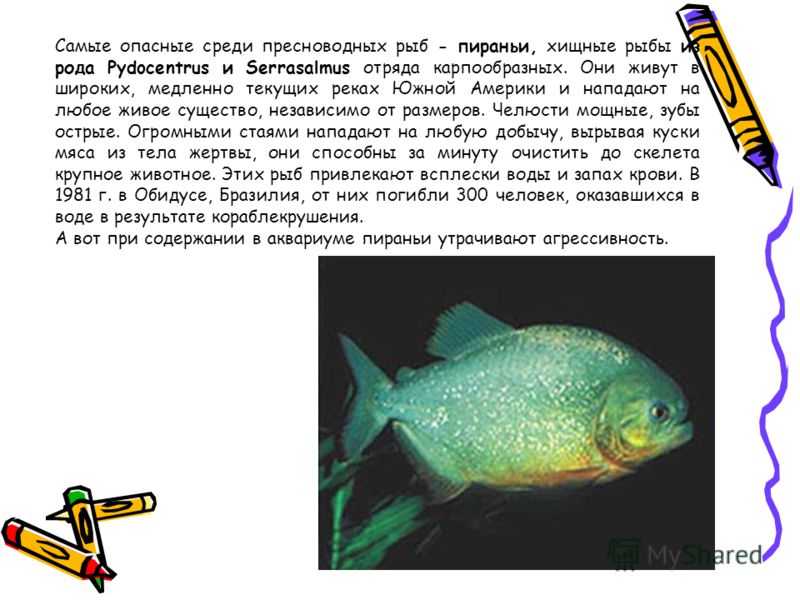 Щука, образ жизни, повадки и факты