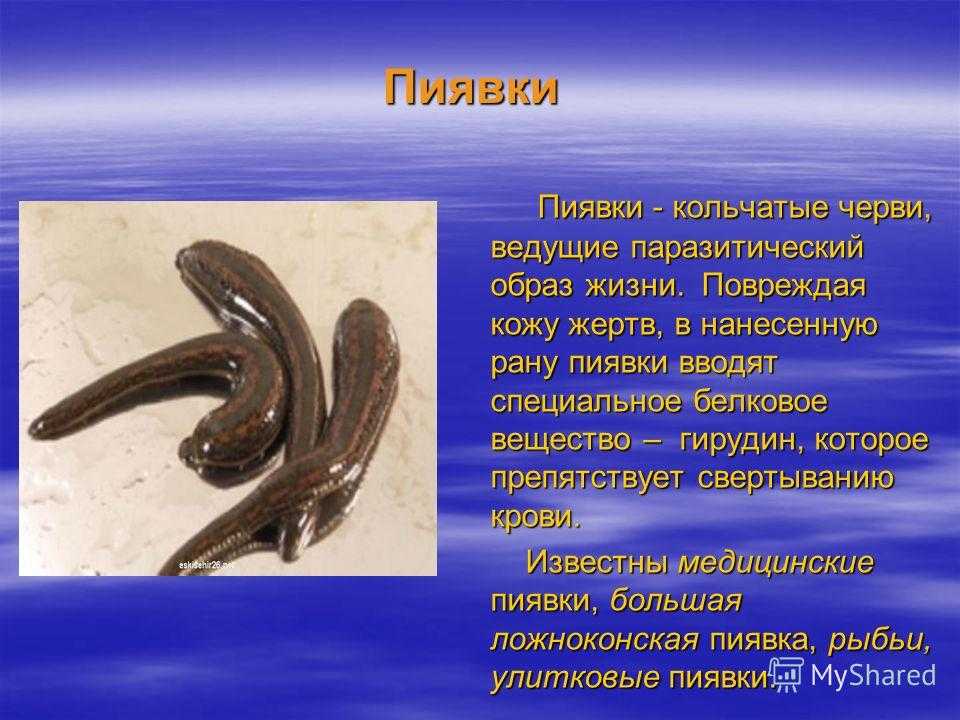 Животный мир природных зон россии