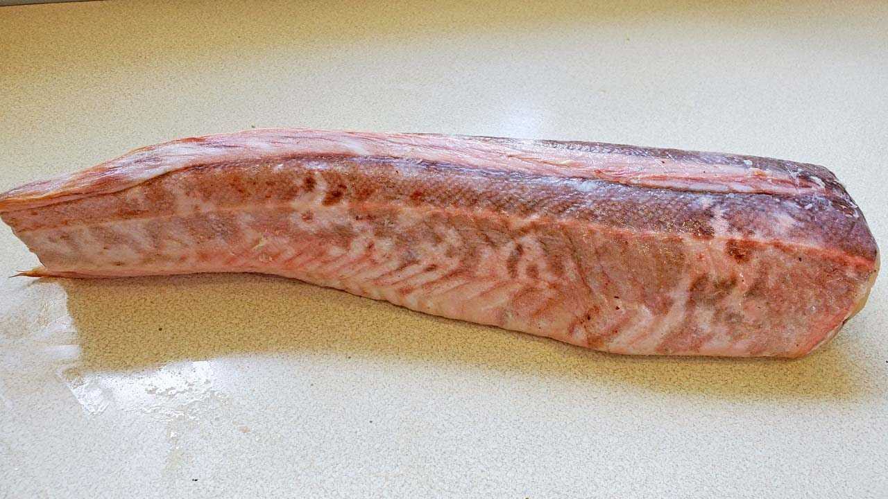 Мурены и конгеры. опасные, ядовитые, но очень вкусные рыбы кипра - блоги кипра