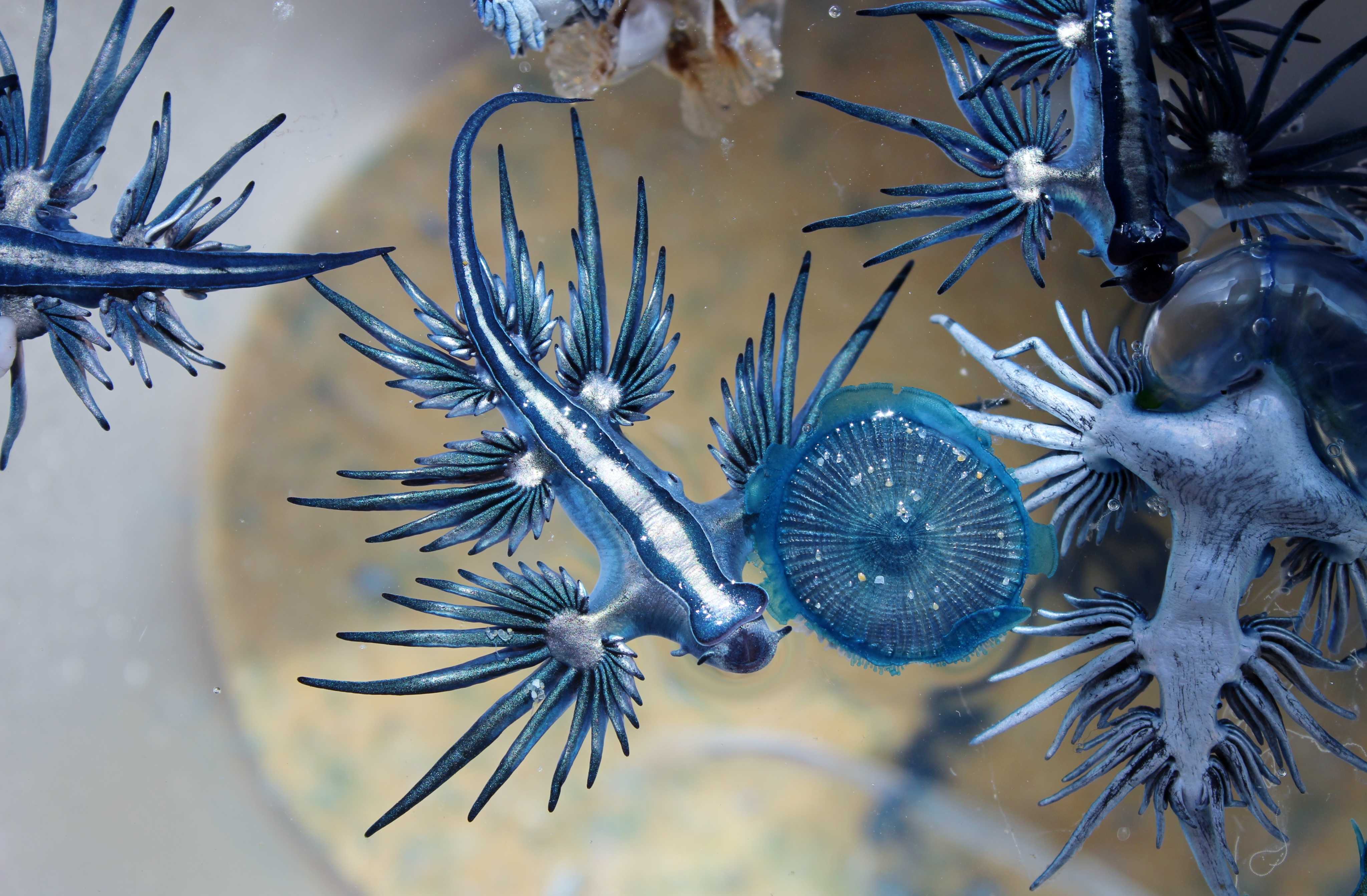 Моллюск голубой дракон (glaucus atlanticus)