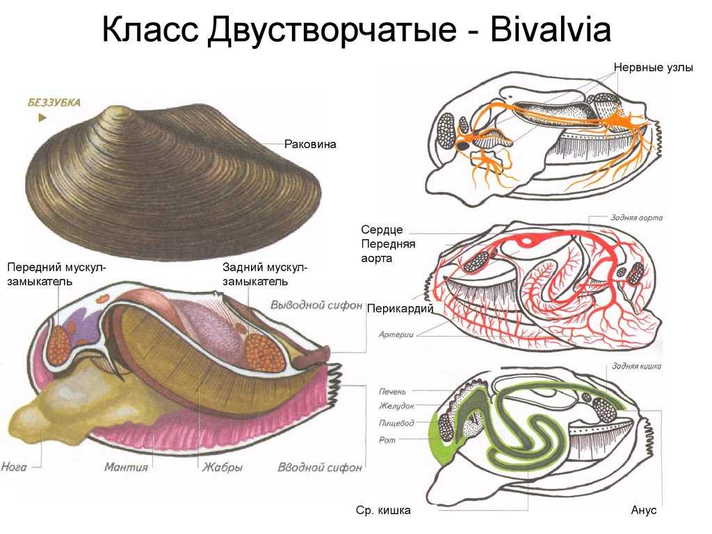 Тип моллюски | дистанционные уроки