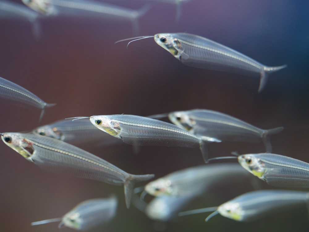 Стеклянная тетра 🐟 (prionobrama filigera): содержание, виды , совместимость, размножение, фото-видео обзор - aqa.wiki