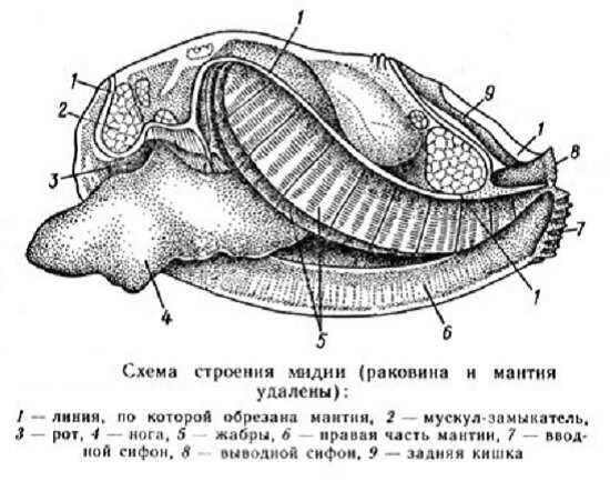 Как приготовить диетические мидии в ракушках: лучшие рецепты