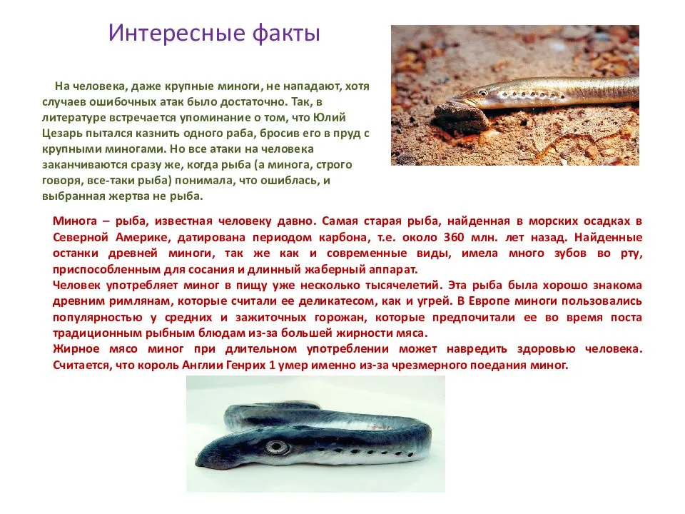 Минога глазами рыбака: что об удивительной рыбе расскажут опытные рыболовы?