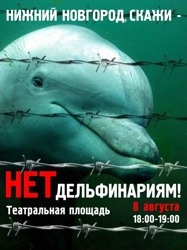 Дельфин и человек реальное спаривание. безопасны ли дельфины? смертный грех детоубийства
