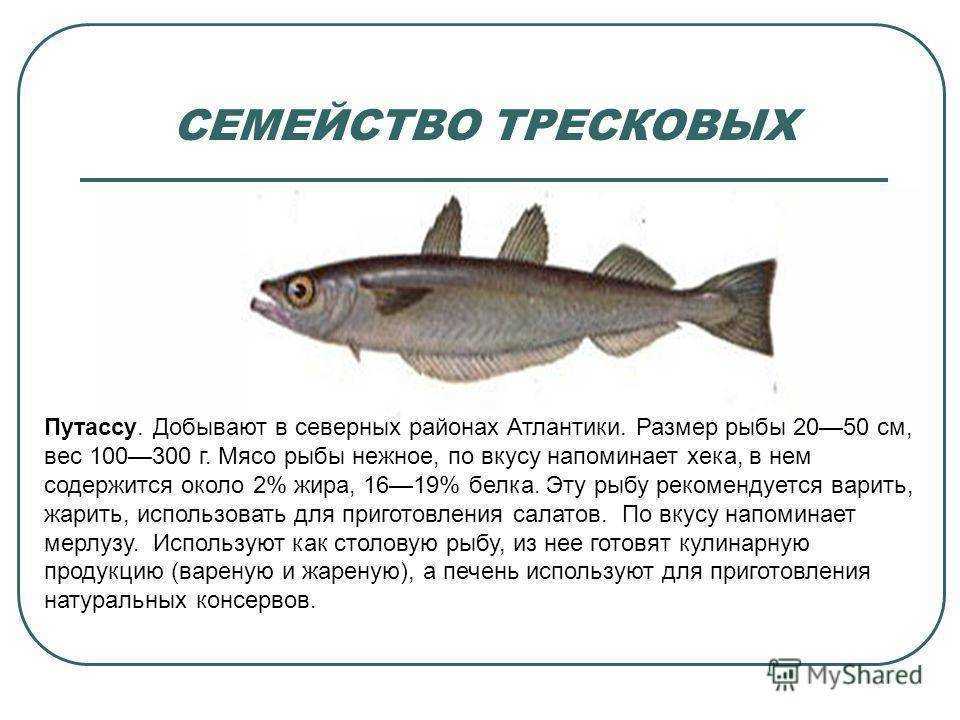 Рыба простипома