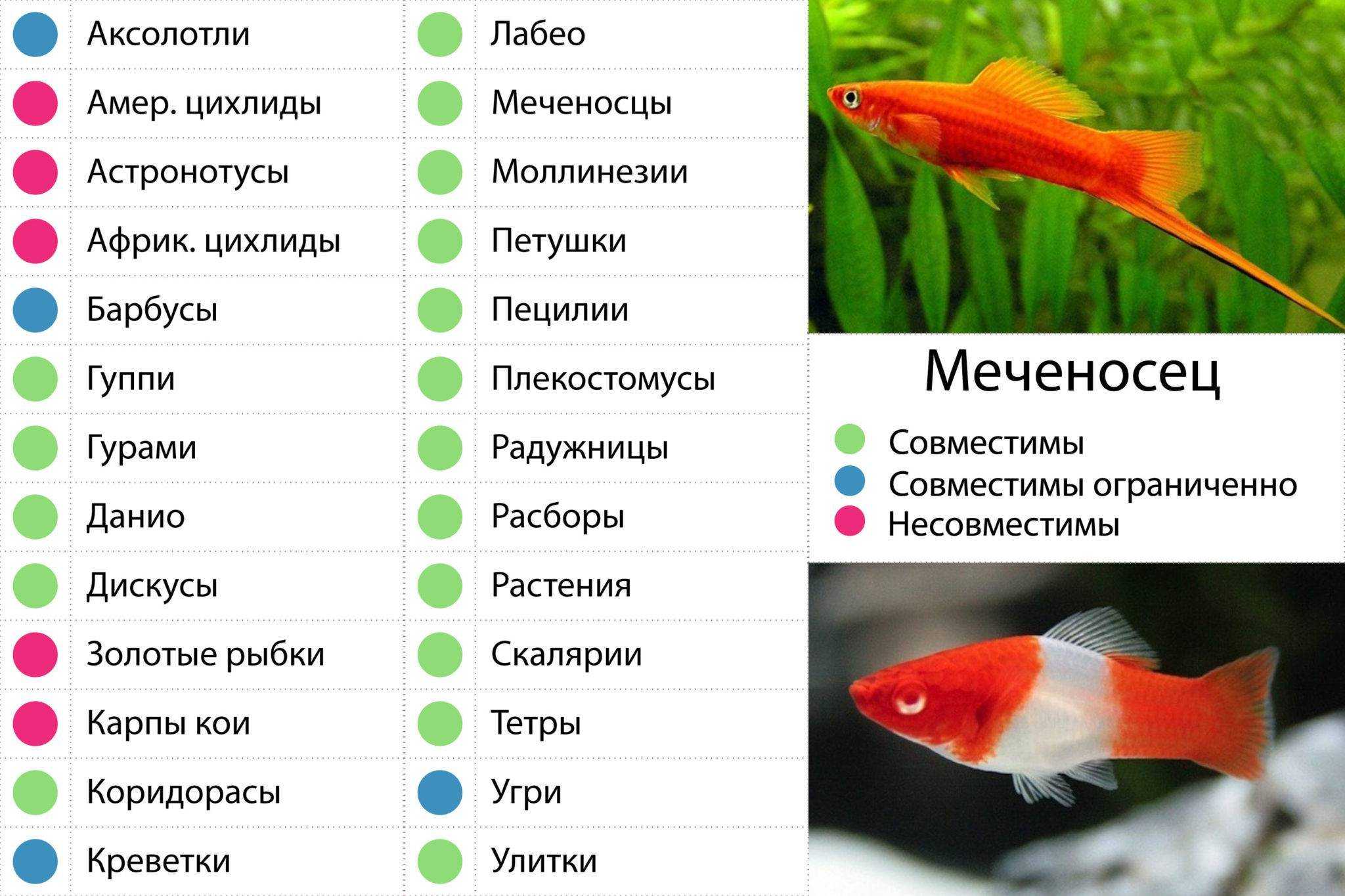 Топ 9 крабов которых вы захотите в аквариум
