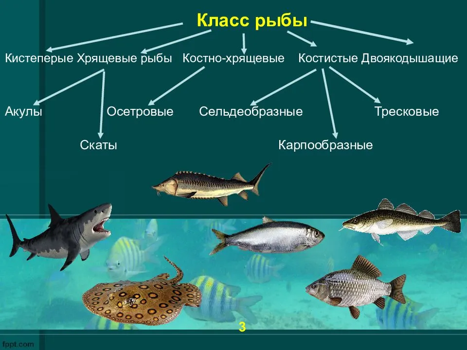 Корм для рыбы в пруду