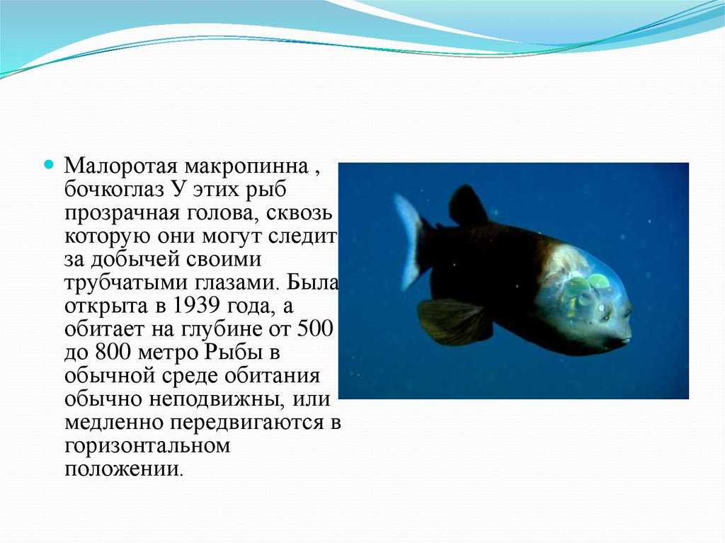 Плащеносная акула. среда обитания и образ жизни плащеносной акулы | живность.ру