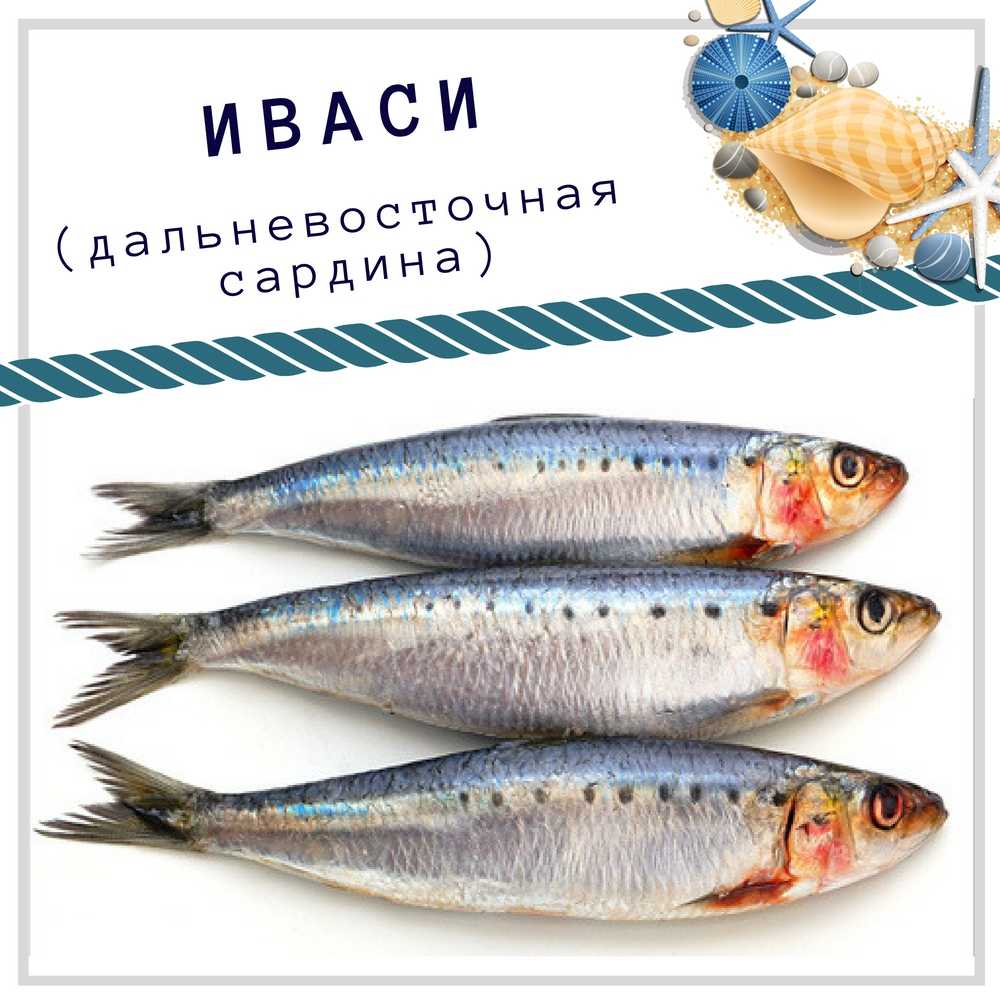 Почему иваси не хватает неводов?