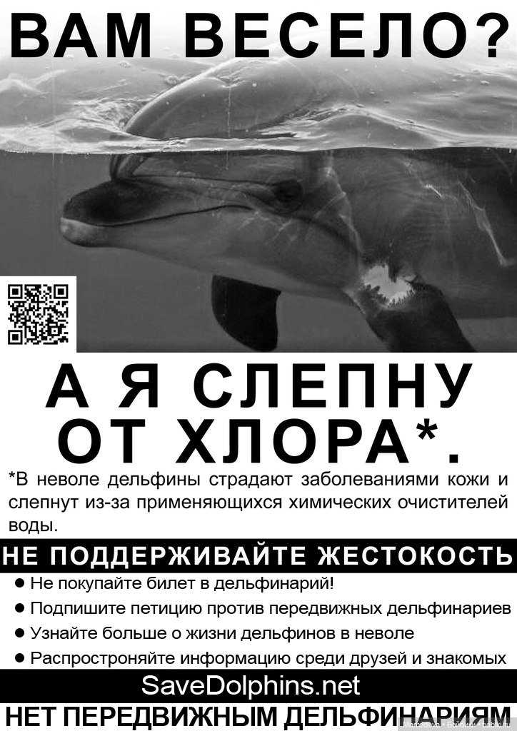Интересные факты о дельфинах, описание, места обитания, питание 🔥фанфакт.ру