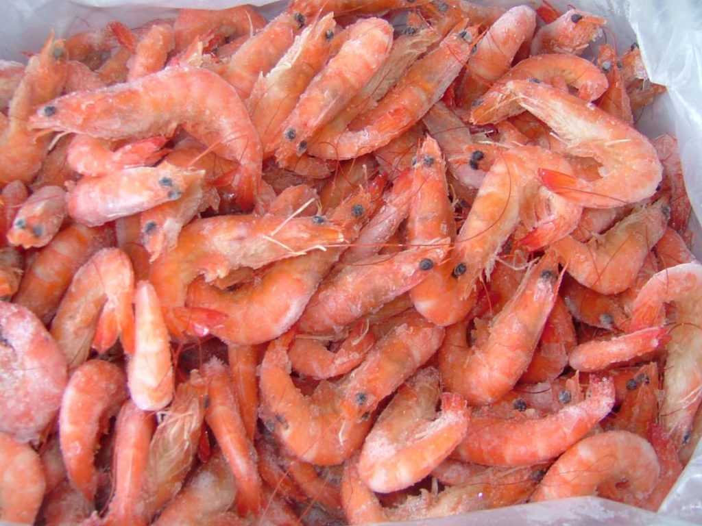 Как хранить вареные креветки: срок хранения продукта в морозилке и холодильнике