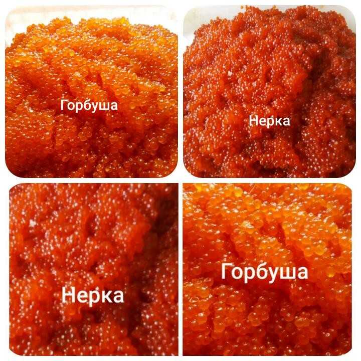Горбуша – состав и калорийность рыбы, польза и вред
