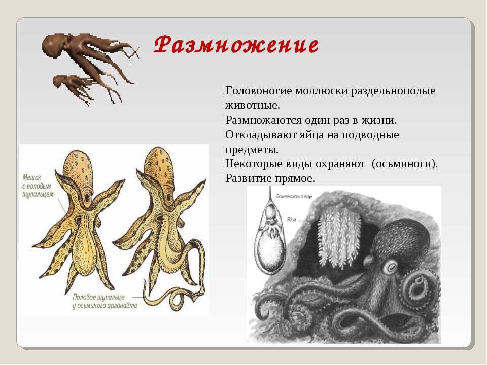 🚩 осьминог: как выглядит, сколько живут и чем питаются