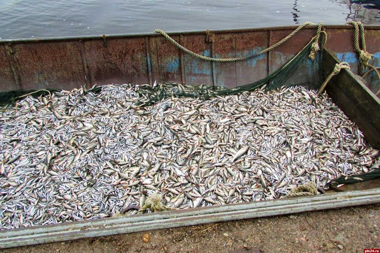 Рыба снеток: фото, особенности поведения и питания, как правильно ловить