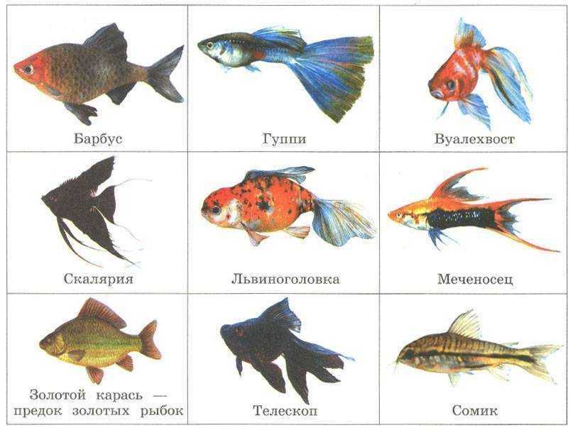 Топ 30 самых красивых аквариумных рыбок